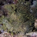 rhinopias_lacy_crci_mb_h_0034_png1817.jpg